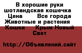 В хорошие руки шотландская кошечка › Цена ­ 7 - Все города Животные и растения » Кошки   . Крым,Новый Свет